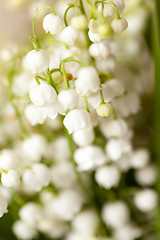 Image showing Flower lily of the valley  
