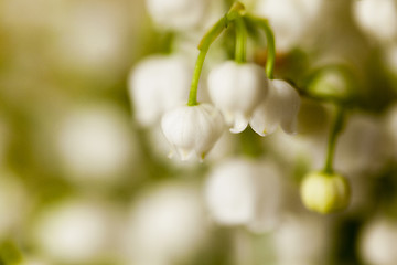 Image showing Flower lily of the valley  