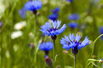 Image showing blue cornflower  . spring