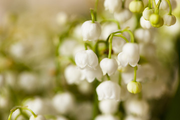 Image showing Flower lily of the valley  