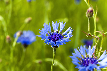 Image showing blue cornflower  . spring