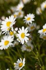 Image showing white daisy . close-up  
