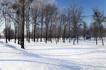 Image showing trees in winter  