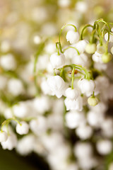 Image showing Flower lily of the valley  