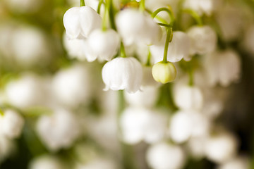 Image showing Flower lily of the valley  