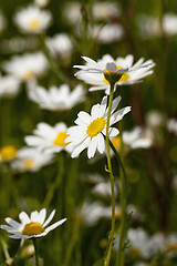 Image showing white daisy   close-up  