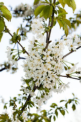 Image showing cherry blossom  . spring  