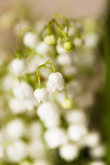 Image showing lilies of the valley 