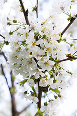 Image showing cherry blossom  . spring  