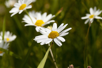 Image showing white daisy. spring