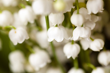 Image showing lilies of the valley 