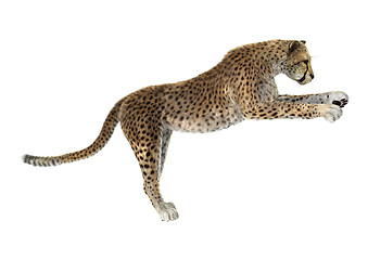 Image showing Big Cat Cheetah