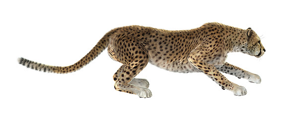 Image showing Big Cat Cheetah