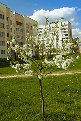 Image showing cherry blossom tree  