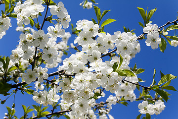 Image showing cherry blossoms . spring  