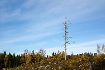 Image showing Single dead tree