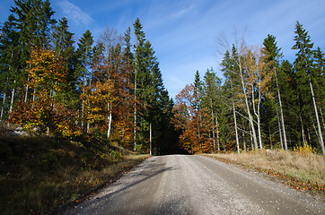 Image showing Gravel road into the woods