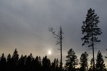 Image showing Mystique forest silhouettes