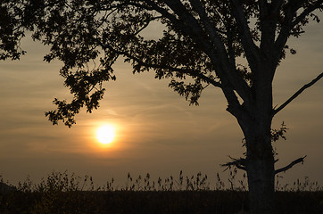 Image showing Lonely tree at sunset