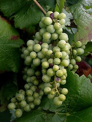 Image showing grapes