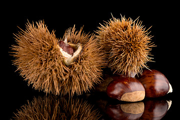 Image showing Chestnuts on a black reflective background