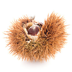 Image showing Chestnuts with shell 