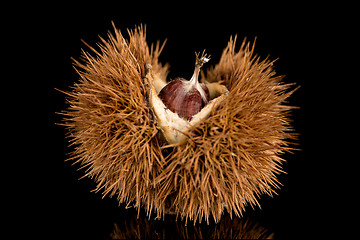 Image showing Chestnuts on a black reflective background