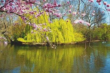 Image showing in london   park the pink tree and blossom flowers natural