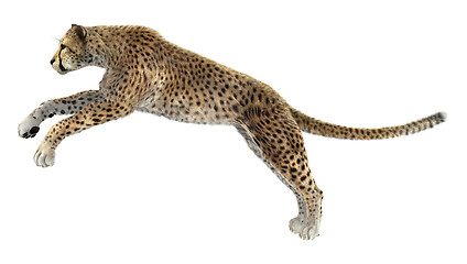 Image showing Big Cat Cheetah