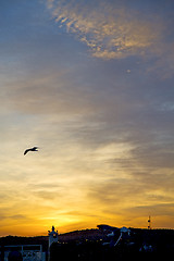 Image showing light  the sunrise in  colored bird  background