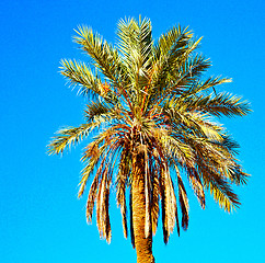 Image showing tropical palm in morocco africa alone   and the sky