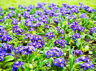 Image showing purple in   flower field nature and spring