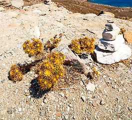 Image showing bush   in delos greece the flower