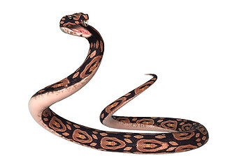 Image showing Ball Python on White