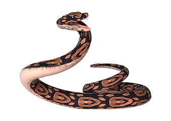 Image showing Ball Python on White