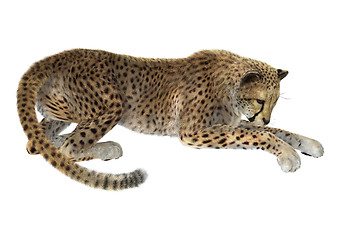 Image showing Big Cat Cheetah