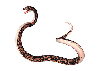 Image showing Ball Python on White