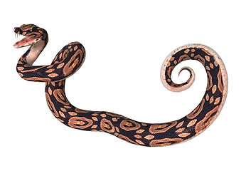 Image showing Ball Python on White