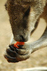 Image showing eating kangaroo