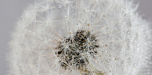 Image showing Dandelion with water drops (abstract backdrop)
