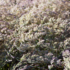 Image showing Flowering grass in summer