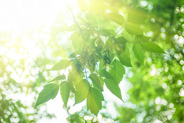 Image showing Green leaves background