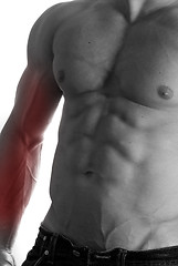 Image showing bodybuilder body closeup