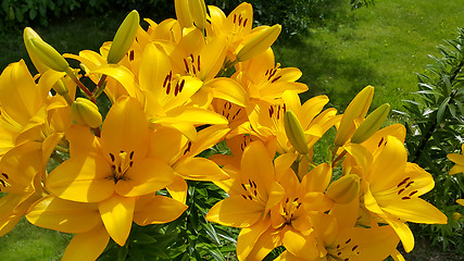 Image showing Beautiful bright yellow lily