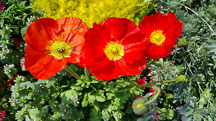 Image showing Beautiful red blooming poppies