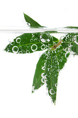 Image showing Green leaves in water