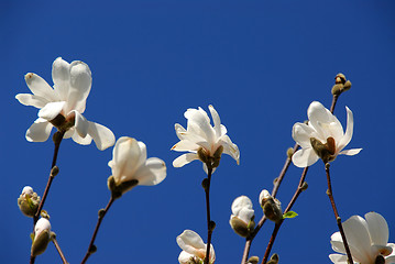 Image showing Blooming magnolia