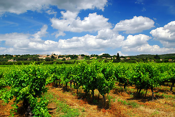 Image showing Vineyard in french countryside