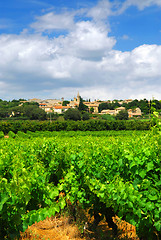 Image showing Vineyard in french countryside