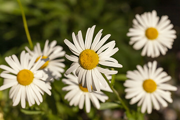 Image showing white daisy. summer. 